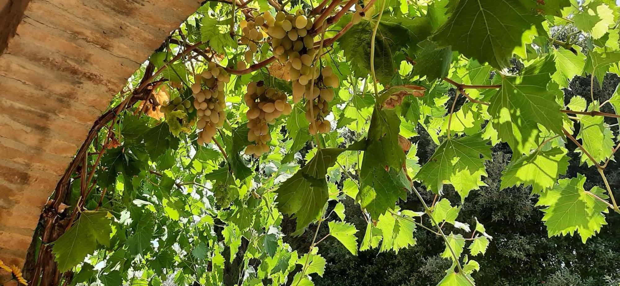 Montebello Degli Olivi 丘西 外观 照片