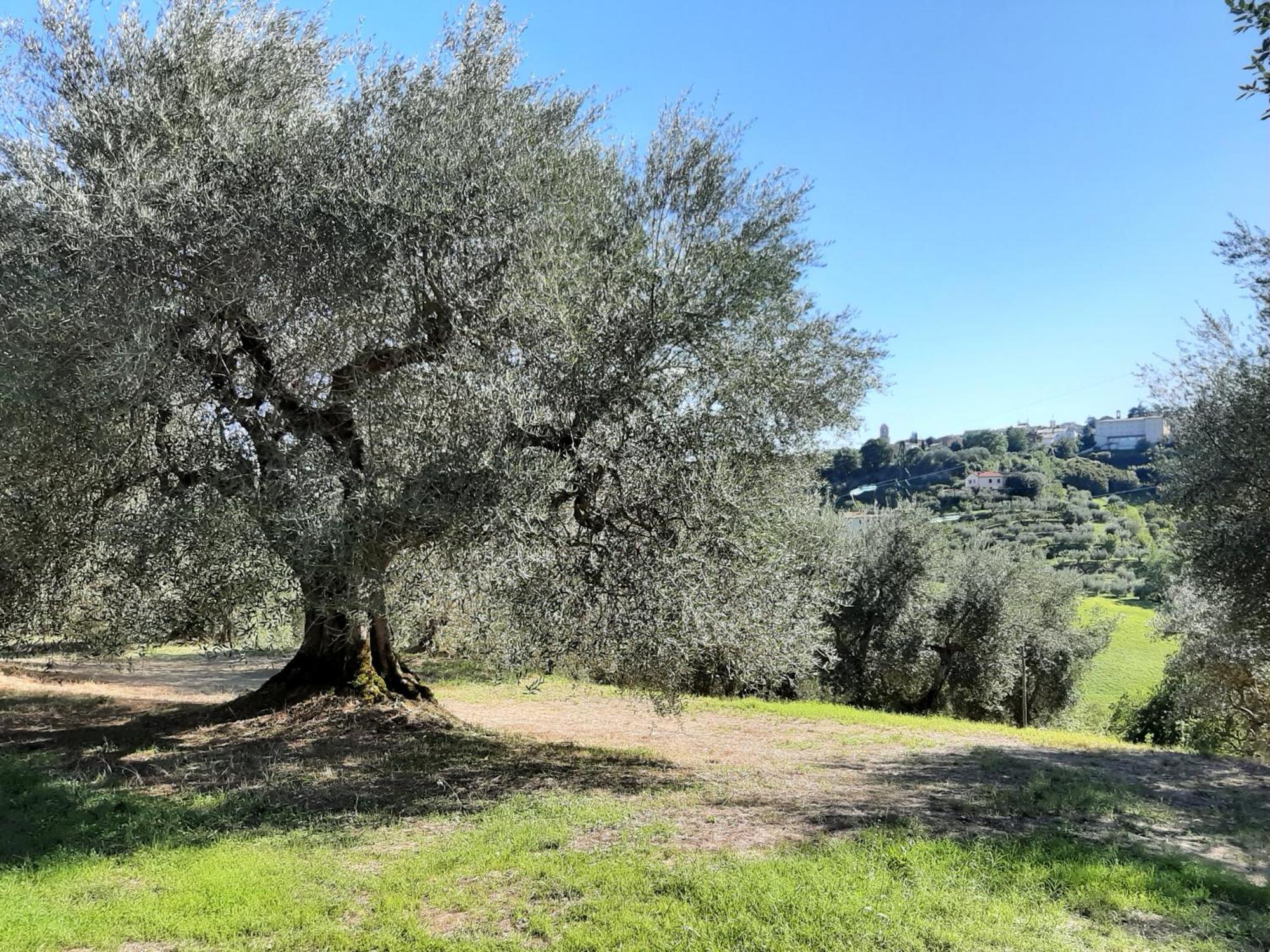 Montebello Degli Olivi 丘西 外观 照片